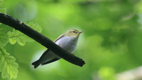 Wood Warbler, Forest of Dean, May 2017
