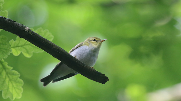 Wood Warbler, Forest of Dean, May 2017