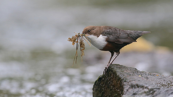 Dipper, River Frome, April 2017