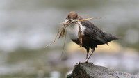 Dipper, River Frome, April 2017