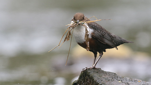 Dipper, River Frome, April 2017