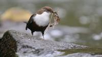 Wrens, Dippers Et al.
