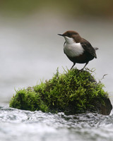 Dipper, River Frome, April 2017