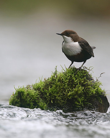 Dipper, River Frome, April 2017