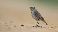 Bluethroat