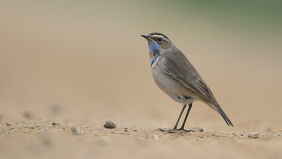 Bluethroat, Willow Tree Fen, Lincolnshire, March 2017