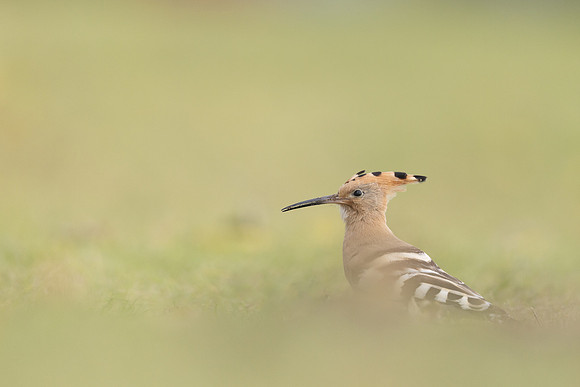 Hoopoe, Swansea, October 2024
