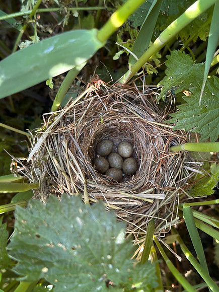 Sedge Warbler, Rockhampton, May 2025