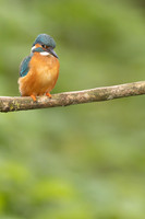 Kingfisher, Rockhampton, April 2024