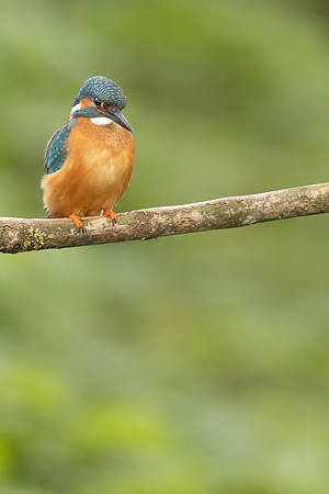 Kingfisher, Rockhampton, April 2024