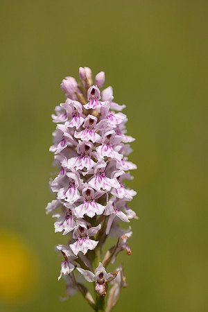 Common Spotted-orchid Orchid, Cleeve Common, June 2024