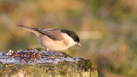 Marsh Tit, Scaling Dam, January 2015