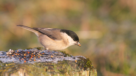 Marsh Tit, Scaling Dam, January 2015