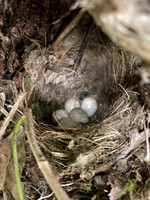 Robin, Thornbury, April 2021