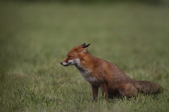 Fox