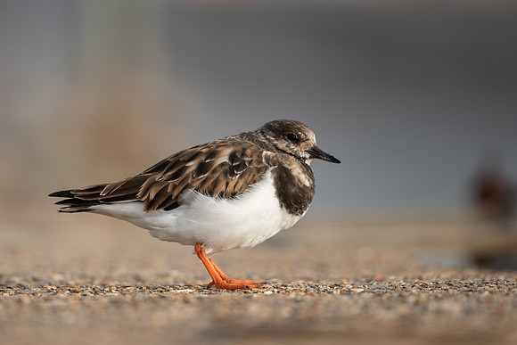 Turnstone, Lyme Regis, March 2022