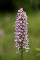 Lady x Monkey Orchid