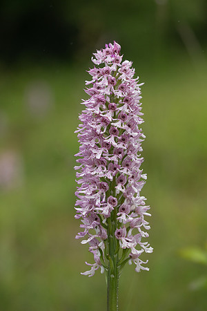 Lady x Monkey Orchid, Hartslock, June 2025