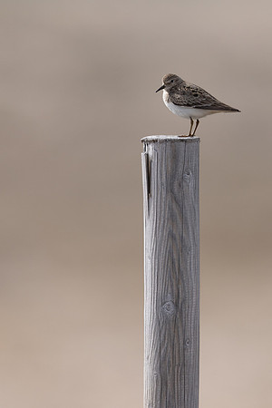 Temmincks Stint, Skallelv Neset, Norway, June 2023
