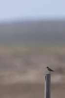 Temmincks Stint, Skallelv Neset, Norway, June 2023