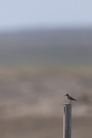 Temmincks Stint, Skallelv Neset, Norway, June 2023