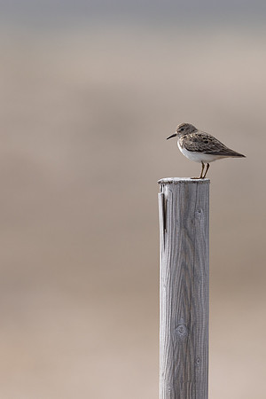 Temmincks Stint, Skallelv Neset, Norway, June 2023