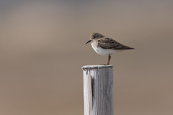 Temmincks Stint, Skallelv Neset, Norway, June 2023