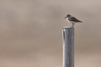 Temmincks Stint, Skallelv Neset, Norway, June 2023