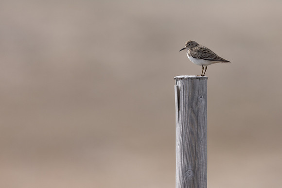Temmincks Stint, Skallelv Neset, Norway, June 2023
