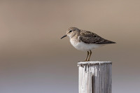 Temmincks Stint, Skallelv Neset, Norway, June 2023