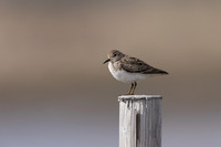 Temmincks Stint, Skallelv Neset, Norway, June 2023