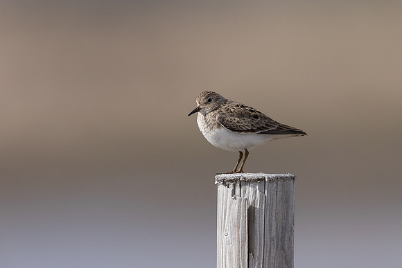 Temmincks Stint, Skallelv Neset, Norway, June 2023