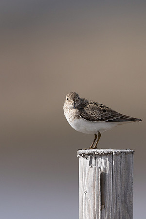 Temmincks Stint, Skallelv Neset, Norway, June 2023