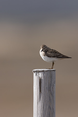 Temmincks Stint, Skallelv Neset, Norway, June 2023