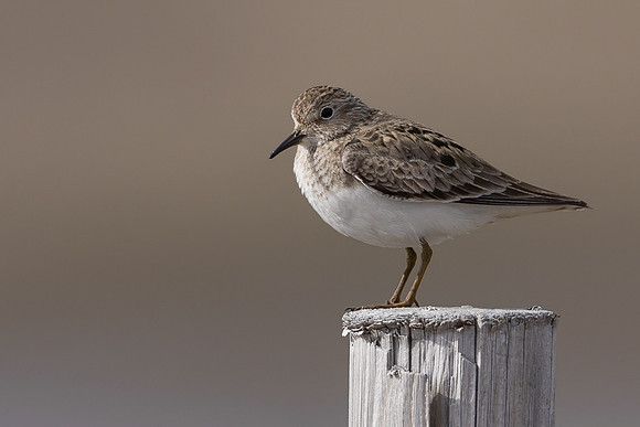 Temmincks Stint, Skallelv Neset, Norway, June 2023
