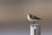 Temmincks Stint, Skallelv Neset, Norway, June 2023