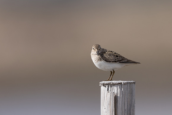 Temmincks Stint, Skallelv Neset, Norway, June 2023