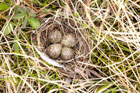 Temmincks Stint, Skallelv Neset, Norway, June 2023 (set 1)
