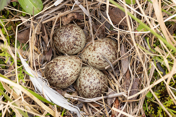 Temmincks Stint, Skallelv Neset, Norway, June 2023 (set 1)