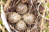Temmincks Stint
