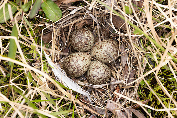 Temmincks Stint, Skallelv Neset, Norway, June 2023 (set 1)