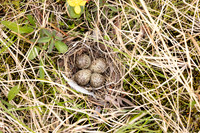 Temmincks Stint, Skallelv Neset, Norway, June 2023 (set 1)