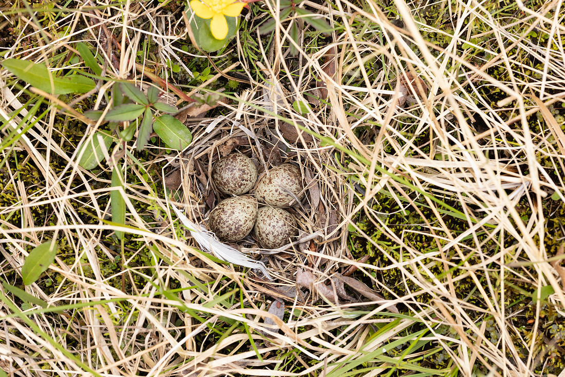 Temmincks Stint, Skallelv Neset, Norway, June 2023 (set 1)