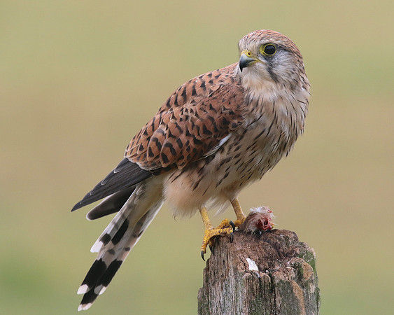 Kestrel, Worcestershire, August 2017.