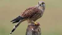 Kestrel, Worcestershire, August 2017.