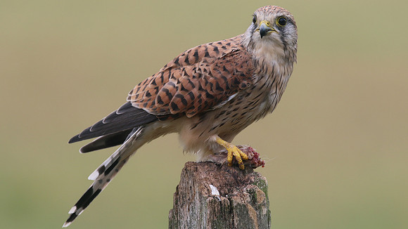 Kestrel, Worcestershire, August 2017.