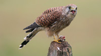 Kestrel, Worcestershire, August 2017.