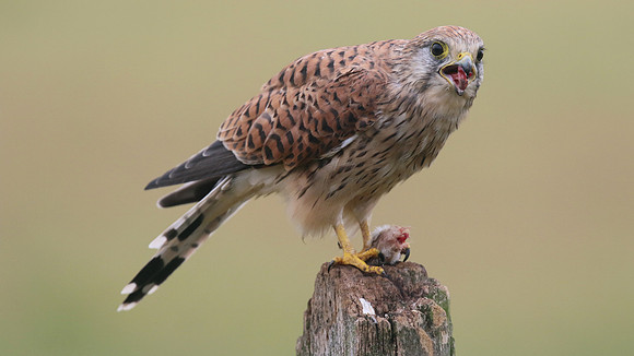 Kestrel, Worcestershire, August 2017.