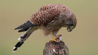 Kestrel, Worcestershire, August 2017.