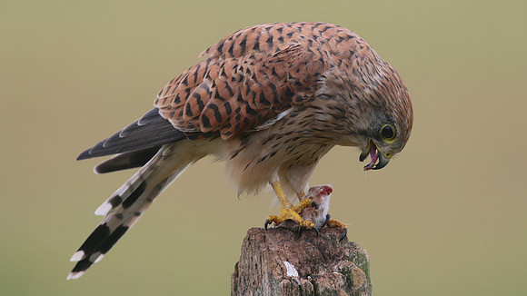Kestrel, Worcestershire, August 2017.